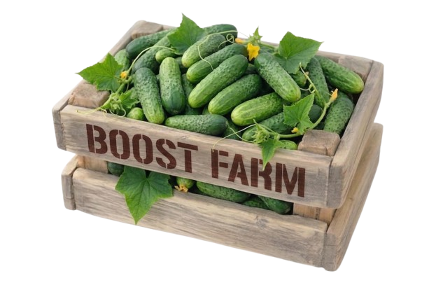 Crate of cucumbers
